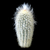 Espostoa lanata