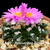 Ariocarpus fissuratus ssp. hintonii (Las Palmas, SLP)