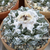 Ariocarpus fissuratus AL 770 (San Vicente, TX)