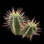 Euphorbia ferox