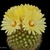 Parodia formosa BLMT 696.07