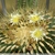 Ferocactus echidne