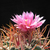 Ferocactus fordii v. borealis