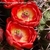 Echinocereus arizonicus (USA, Arizona, Pinal/Gila Co.)