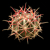Ferocactus gracilis v. coloratus