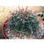 Ferocactus peninsulae v. townsendianus