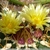 Ferocactus schwarzii
