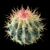 Ferocactus stainesii