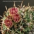 Glandulicactus mathssonii SB 1449 (San Luis de la Paz)