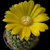 Parodia formosa 'winbergii' MN 313 (San Lucas-Peña Alta, Jujuy, 1280m, Arg)