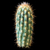 Pilosocereus gounellei