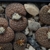 Lithops fulviceps PV 130 (North of Karasburg, Namibia)