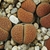 Lithops fulviceps PV 488 (North of Karasburg)