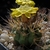 Weingartia pygmaea HTH 029/99 (Tupiza to Mochara Pampa to Mal Paso Impora, 4200m, Bol)