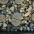 Lithops amicorum TS 67