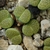 Lithops fulviceps cv. aurea C 363