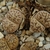 Lithops bromfieldii v. mennellii C 044 (25 km SSW of Upington, South Africa)