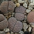 Lithops fulviceps 'lydiae' C 219 (60 km N of Karasburg, Namibia)