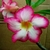 Adenium obesum ssp. multiflorum