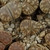 Lithops bromfieldii PV 980 (East of Upington)