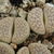 Lithops gracilidelineata ssp. brandbergensis C 394 (Brandberg, Namibia)