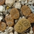 Lithops bromfieldii v. insularis PV 982 (West of Upington)