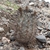 Acanthocalycium thionanthum v. brevispinum JN 1167