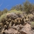 Austrocactus coxii JN 1403 (16 km before Rahue, Neuquen, 826m, Arg)