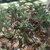 Adenium arabicum