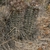 Austrocactus bertinii JN 923 (Gaiman to Estancia YPF, Chubut, Argentina)