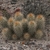 Austrocactus dusenii JN 920 (Sierra Telsen, Chubut, 410m, Argentina)