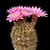 Echinocereus adustus (Cosihuiriachi, Chihuahua, Mex)