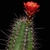 Echinocereus arizonicus ssp. matudae (Pacheco, Chih., Mexico)