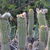 Trichocereus caulescens MN 0525 (15 km N Padcaya, Qda Calderillas, 1929, Tarija, Bolivia)