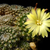 Parodia formosa 'cardenasii' MN 533 (E. Palos Blancos, 909m, Tarija, Bolivia)