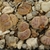 Lithops dinteri C 206