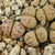 Lithops dinteri v. fredericii C 180
