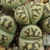 Lithops dorotheae C 300