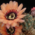 Lobivia jajoiana fma HJK 28 (Abra Lipan, Jujuy, Arg)