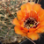 Lobivia jajoiana v. elegans HJK 22 (W Jueya, Jujuy, Arg)