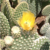 Opuntia microdasys fma albispinus
