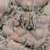 Weingartia neumanniana 'dagmarii' MN 735