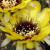 Lobivia jajoiana v. nigrostoma (ex Buining)
