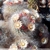 Mammillaria bocasana Lau 1182 (Sra de la Bocas, SLP, Mex)
