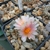 Ariocarpus kotschoubeyanus ssp. neotulensis (Santa Ana Nahola, Tam, Mex)