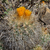 Parodia hausteiniana MN 599 (SW Mizque, Tintin, Co Thicapampa)