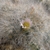 Mammillaria glassii ML 456 (Dieciocho de Marzo, Mex)