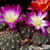 Sulcorebutia albiareolata MN 622 (N Sucre, Pucara, 2925m, Bolivia)