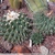 Thelocactus lophothele