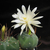 Matucana madisoniorum fma. albiflora